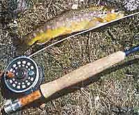 trout fishing scotland
